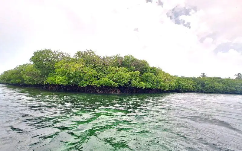 Mangroves in Watamu