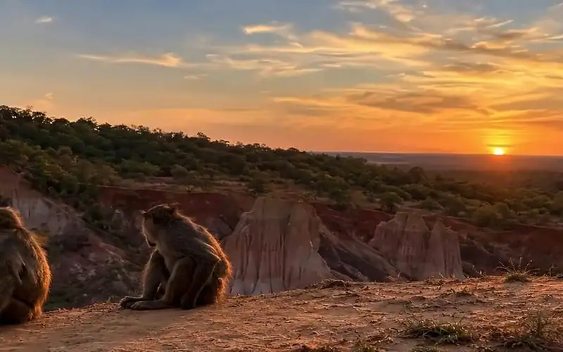Baboons on the Marafa canyon at sunset