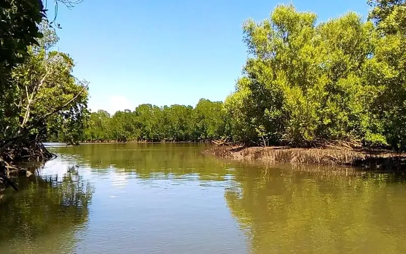 Mangrove creek at Robinson Island