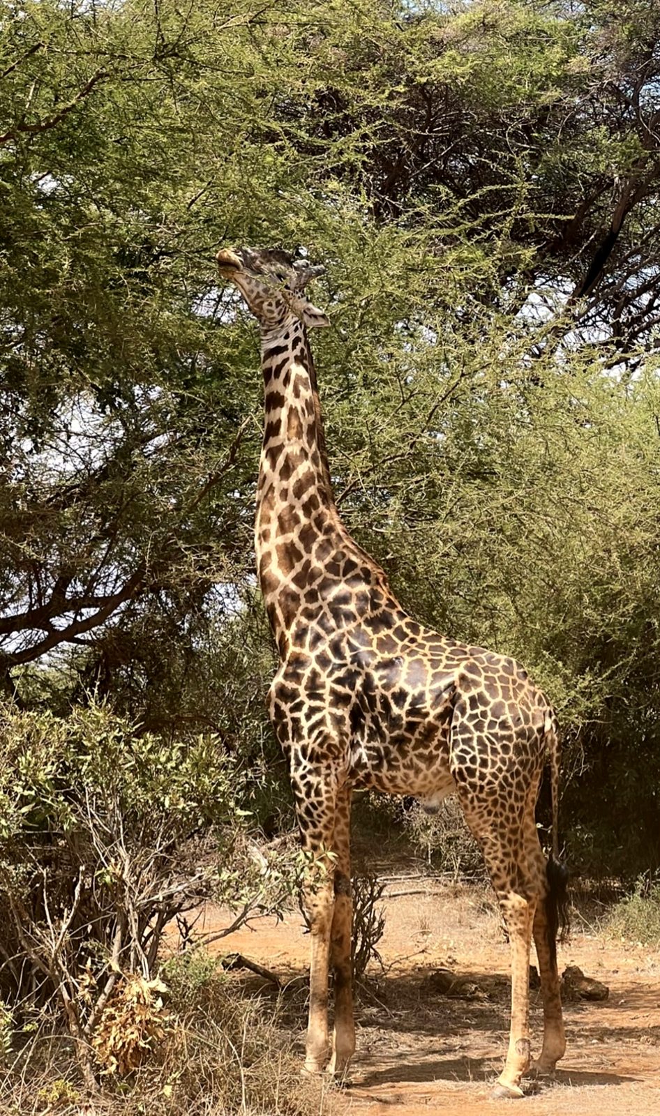 Una giraffa tra le acacie