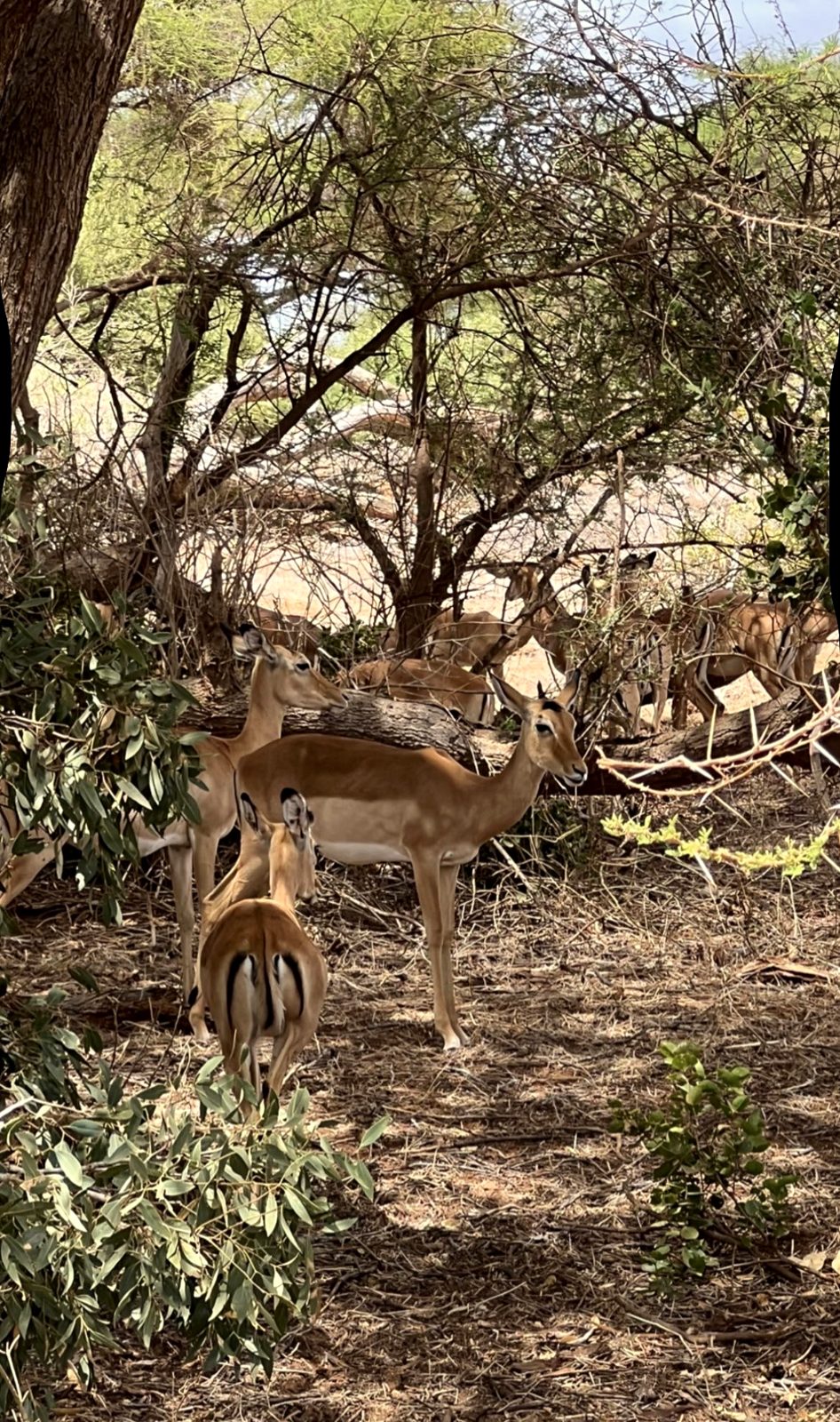 Impala sotto le acacie