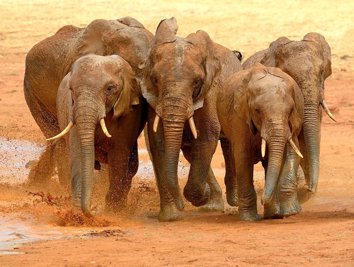 Tsavo Est